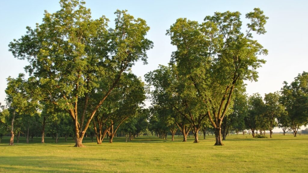 Pecan Trees