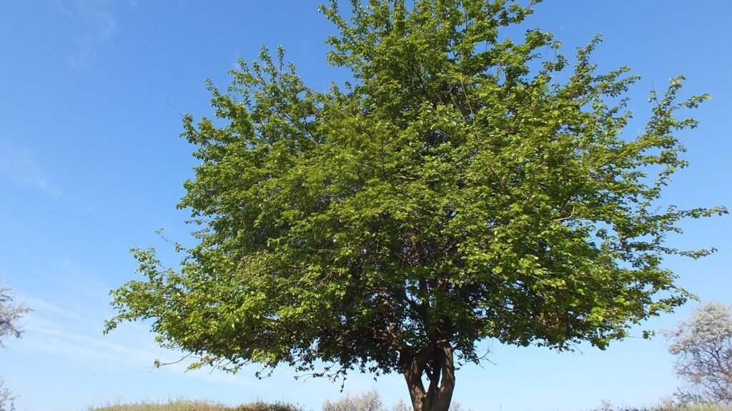 Mulberry Tree