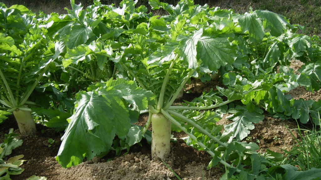 Daikon Radish