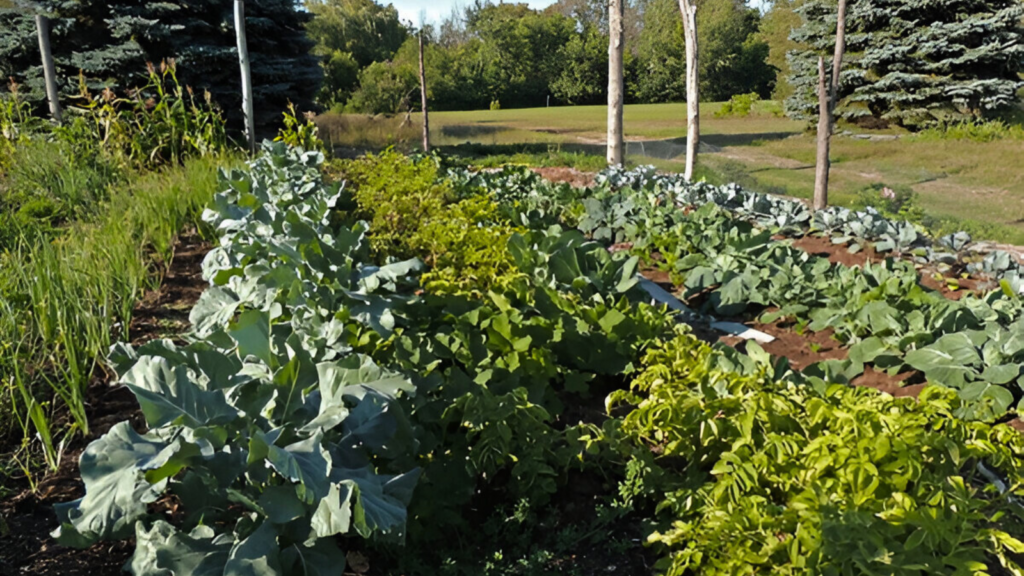 No-Till Garden