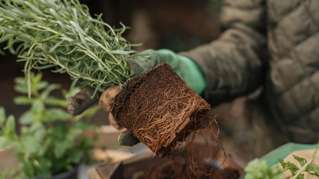 21 Natural Ways to Improve Soil Quality Without Chemicals