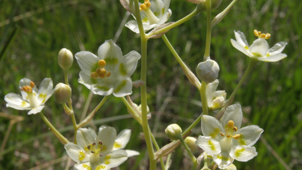 Death Camas