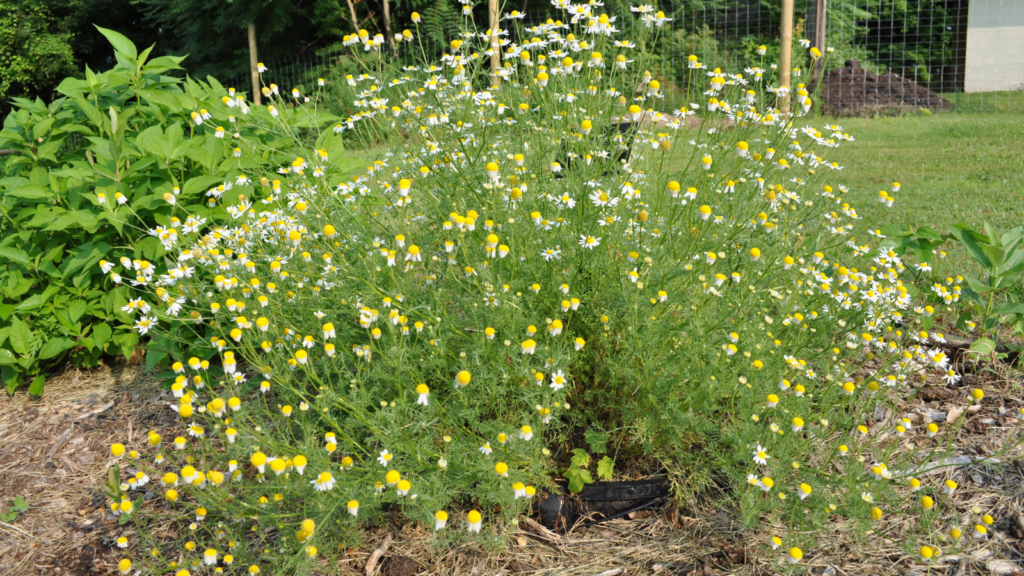 Mayweed