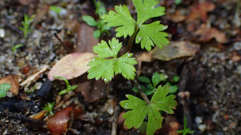 Fool’s Parsley