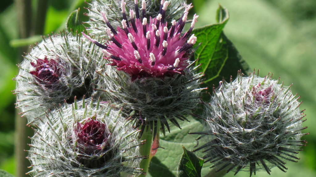 Burdock