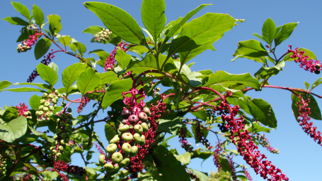 Pokeweed