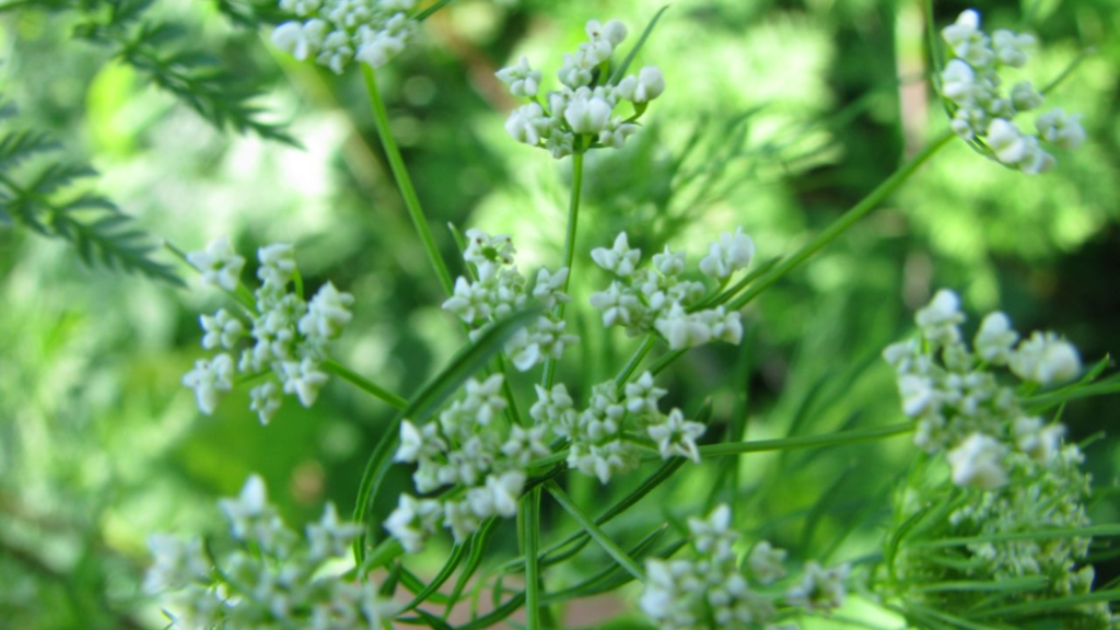 Poison Hemlock