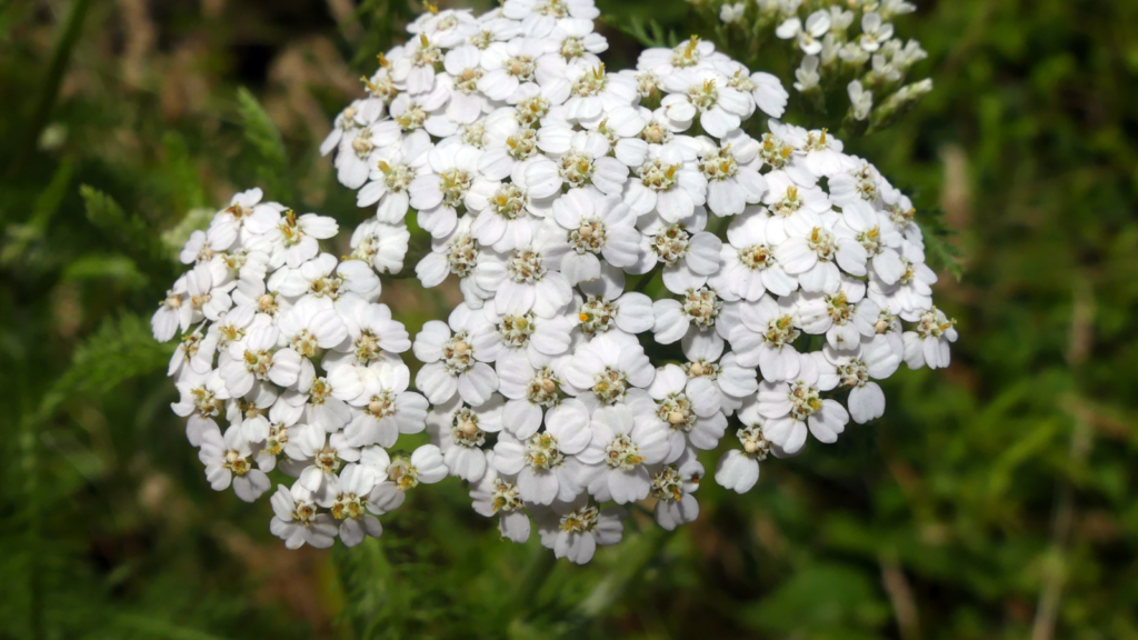 Yarrow