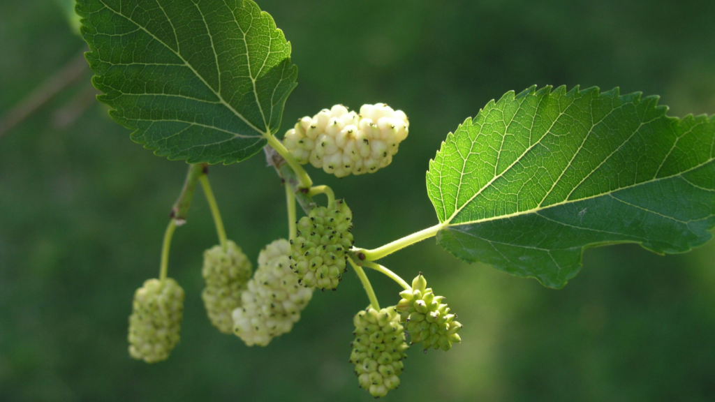 White Mulberry