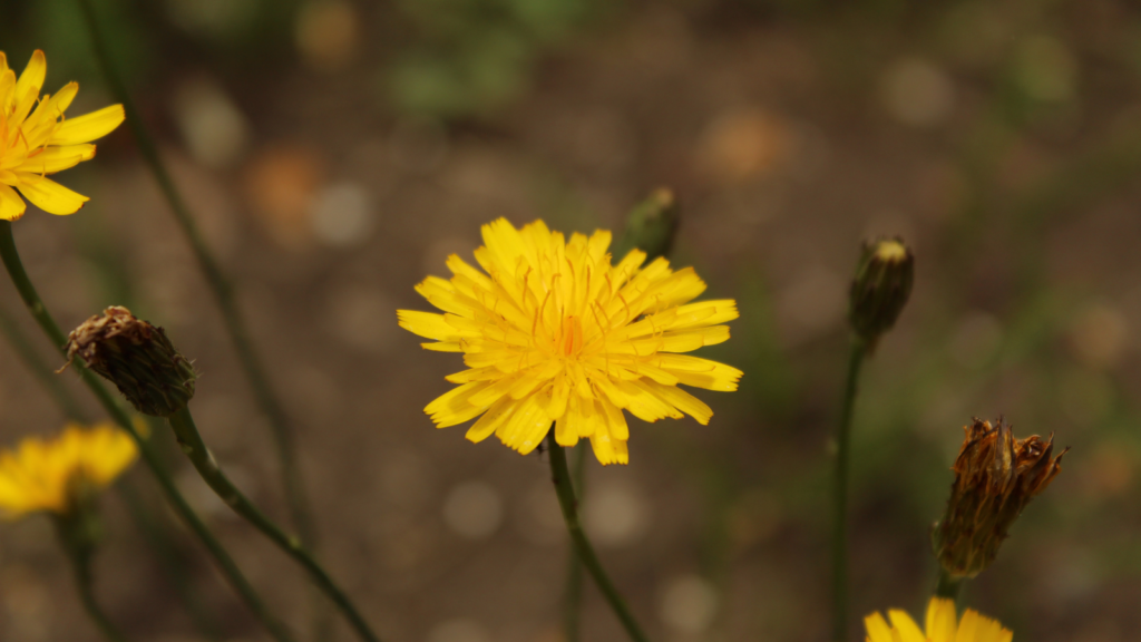 False Dandelion