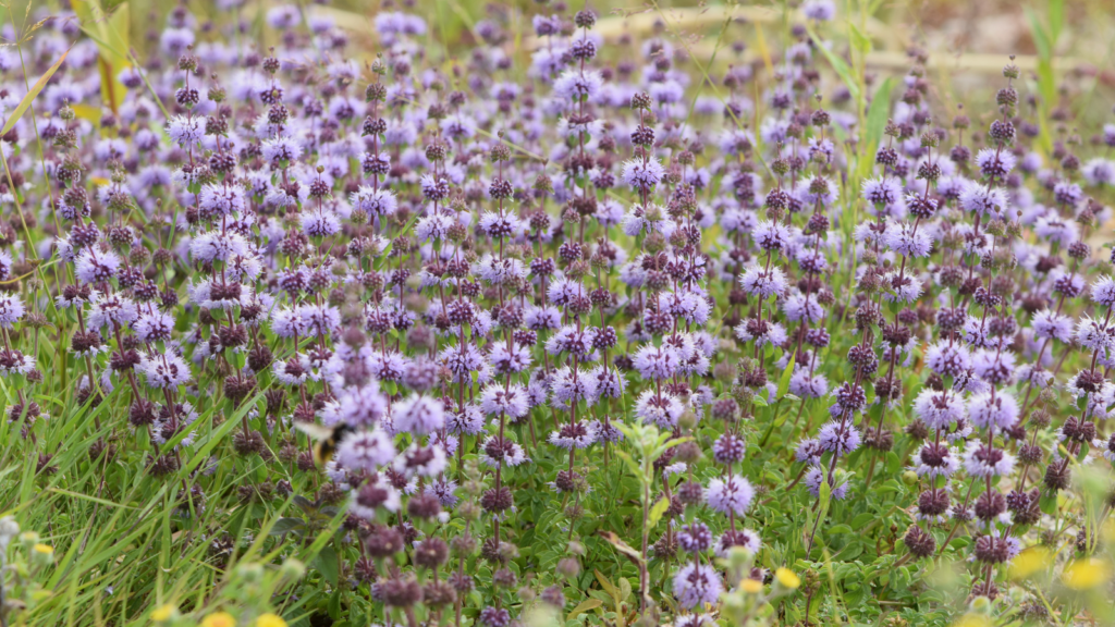 Pennyroyal