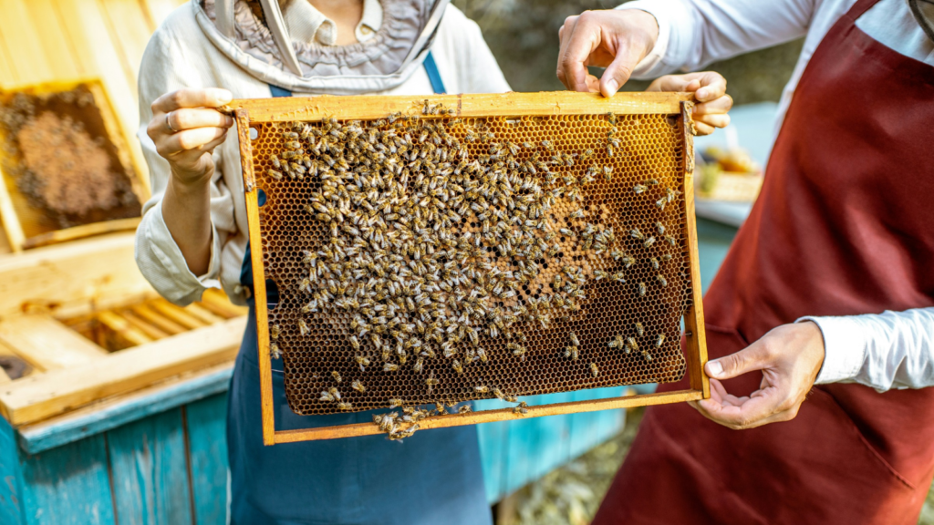 Raising Bees