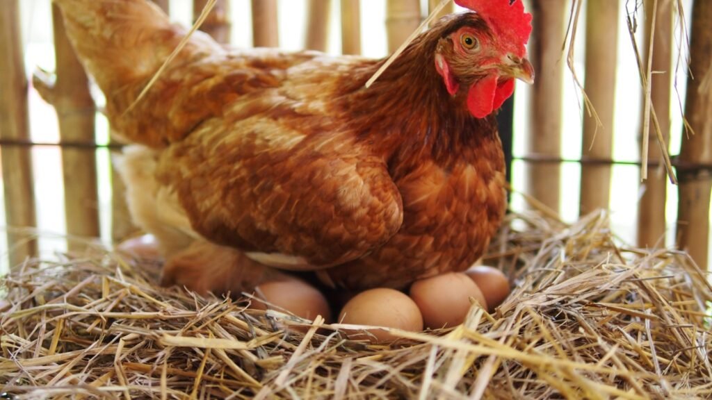 hen incubating eggs
