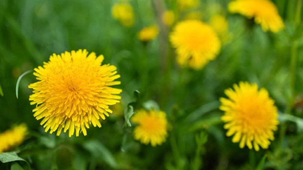 Dandelions