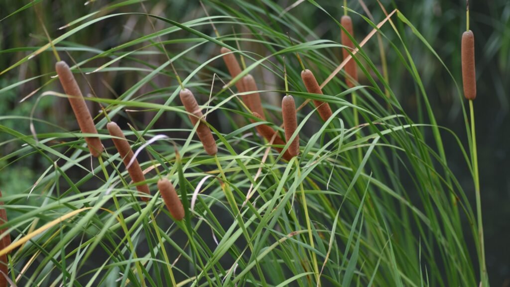 Cattails