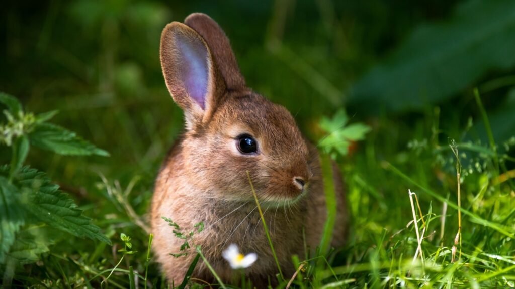 Squirrel and Rabbit