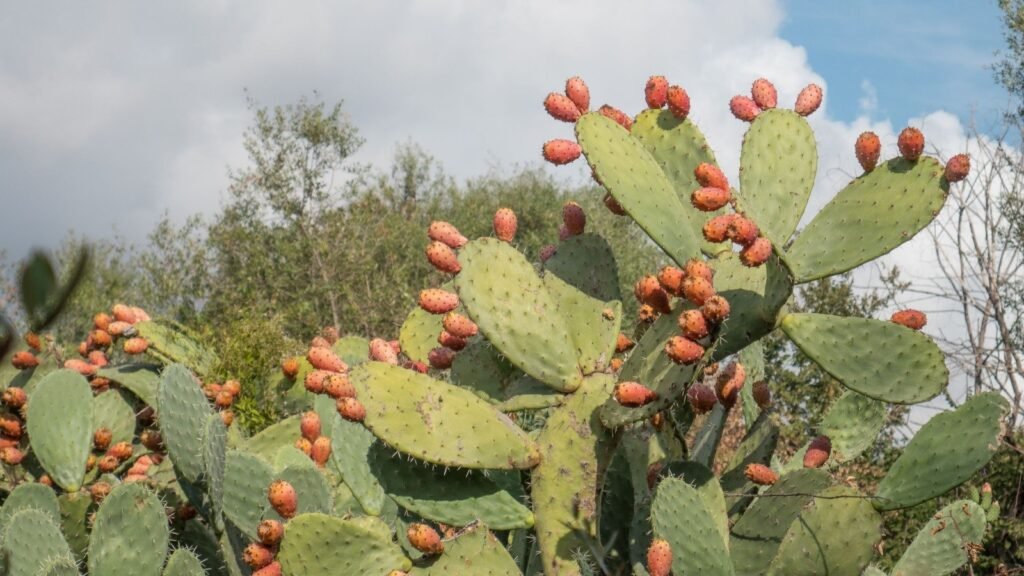 Prickly Pear Cactus