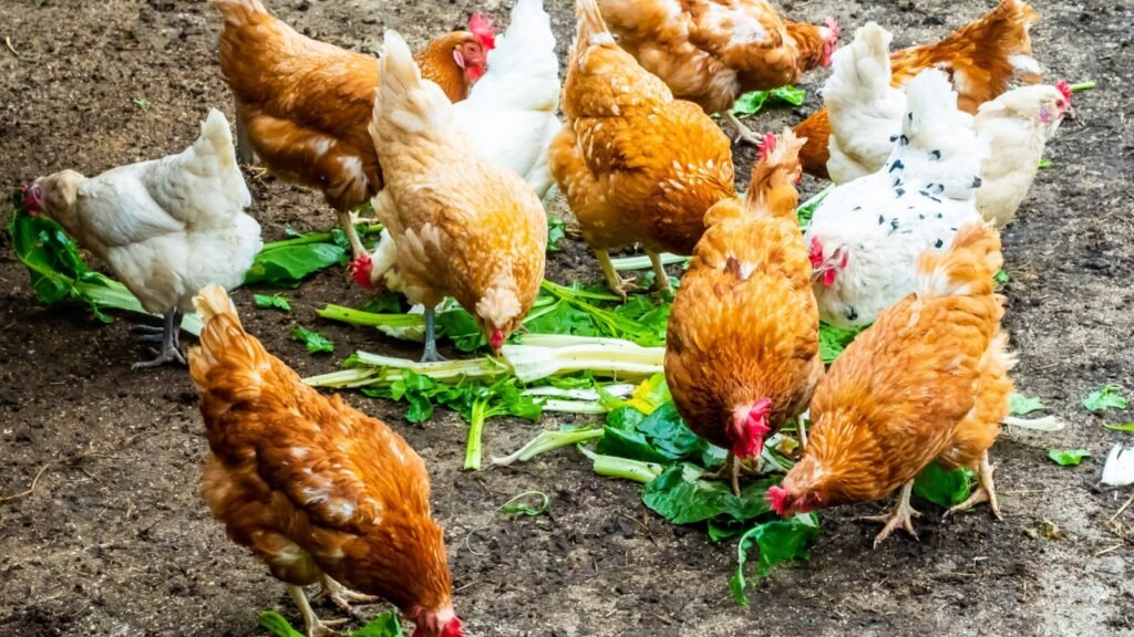 feeding chickens with vegetables
