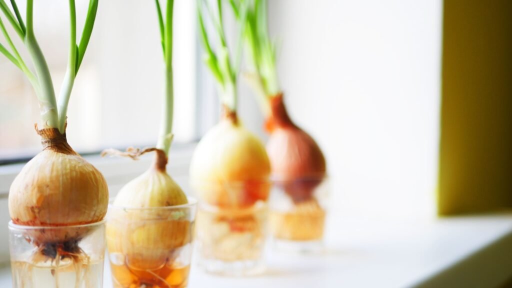 onion hydroponic garden
