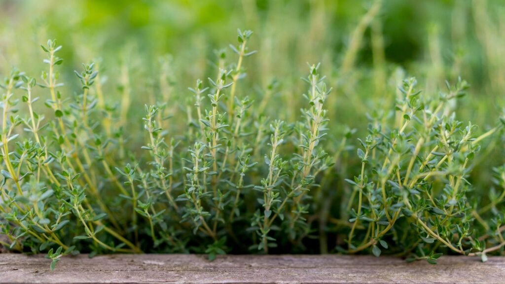 Thyme
