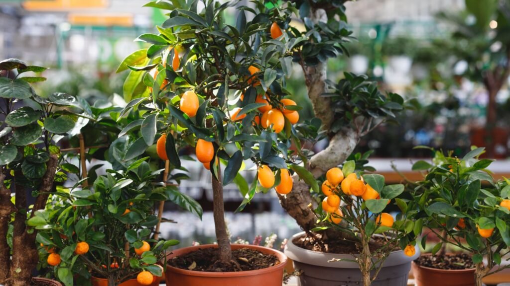 citrus dwarf tress
