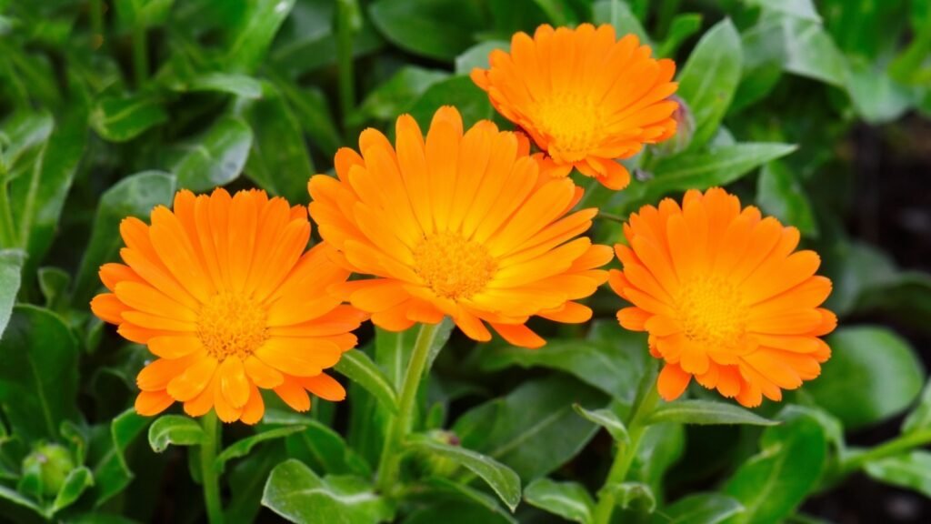 calendula
