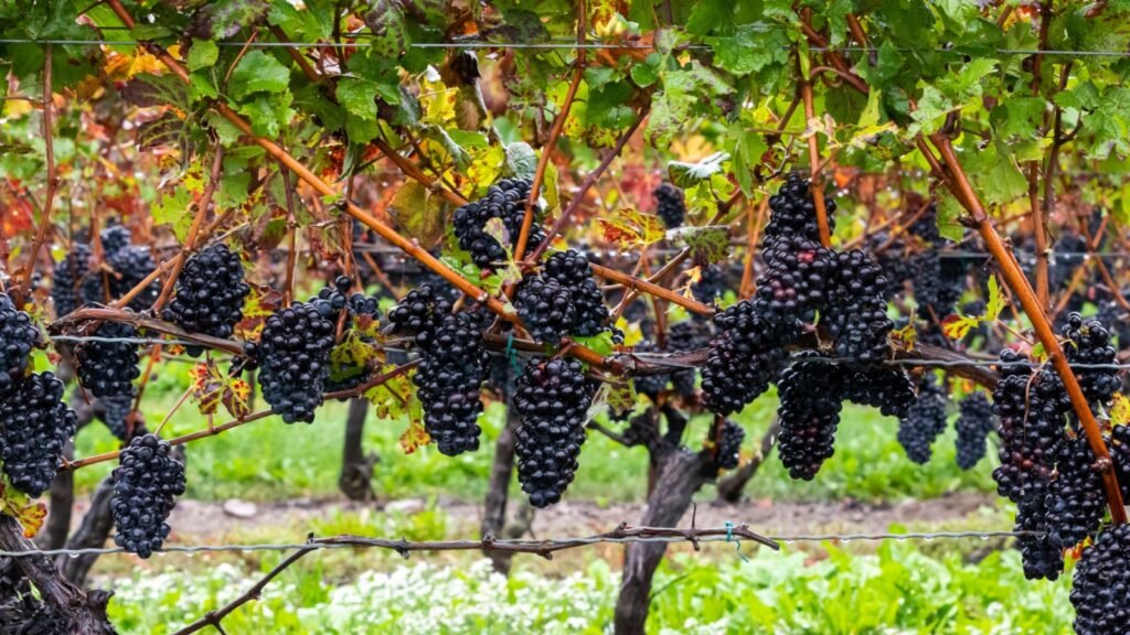 grapes harvest day
