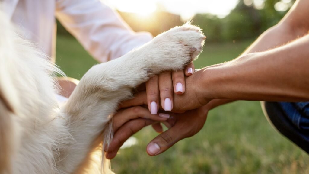 hands of pet and owners
