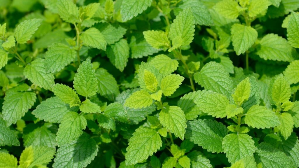 lemon balm
