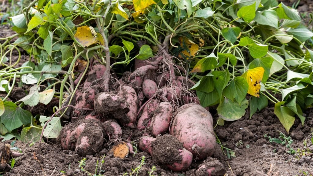 harvesting sweet potatoes
