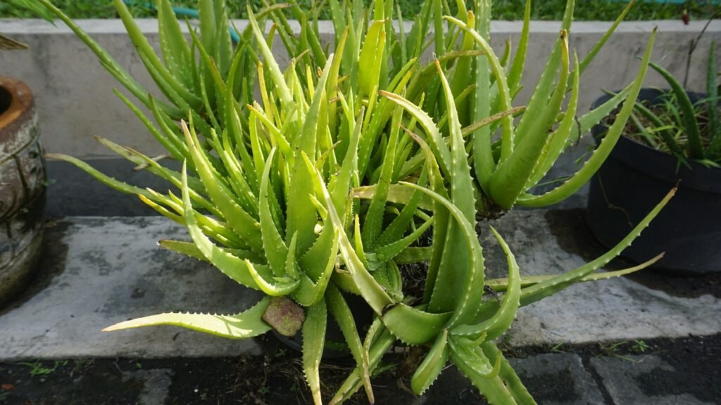 Aloe Vera
