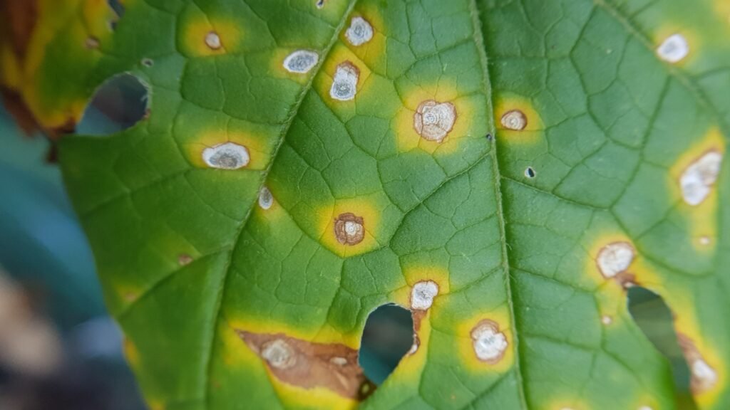 leaf spot