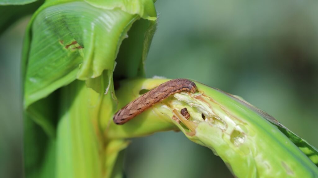 cutworm