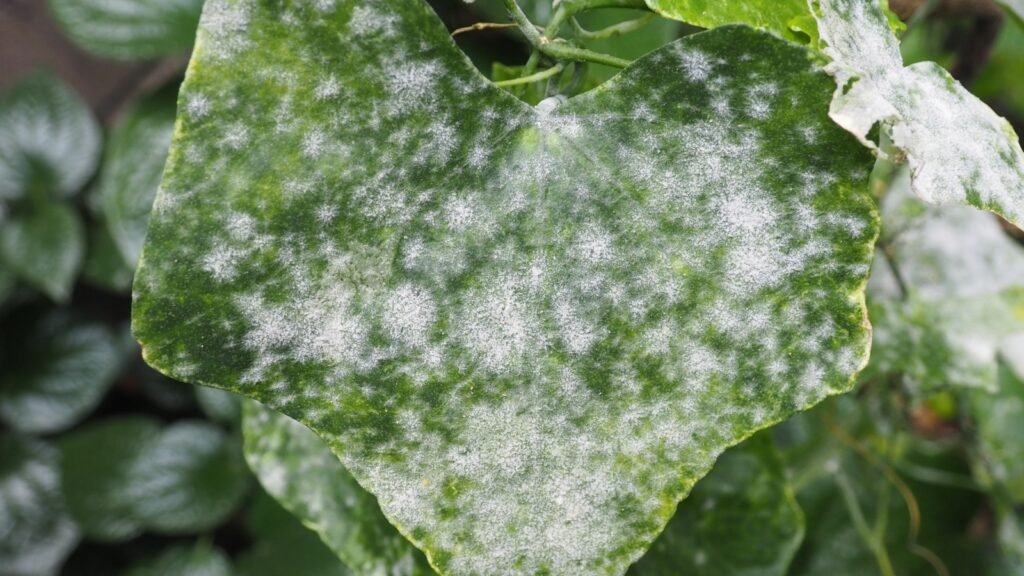 powdery mildew