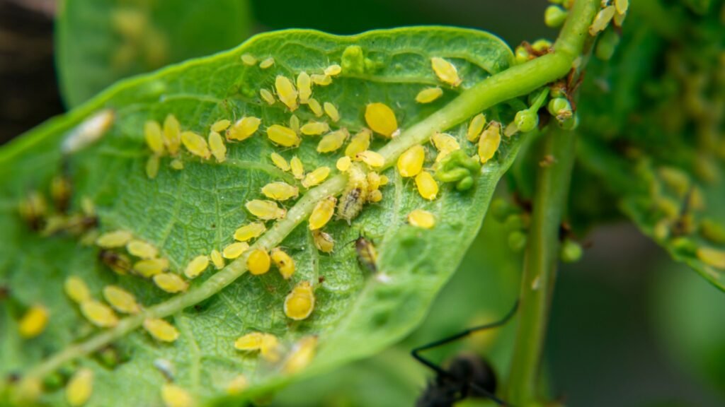 aphids