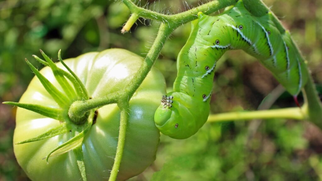 tomato hornworm