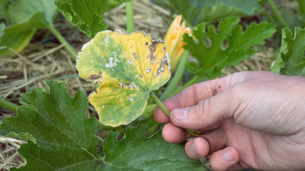 yellow squash leaves