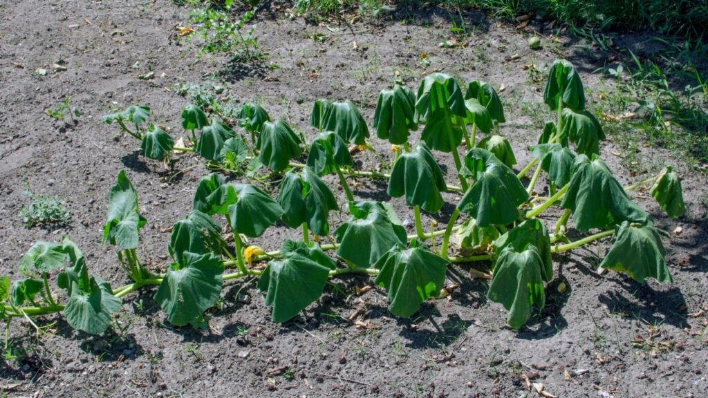 wilting pumpkin