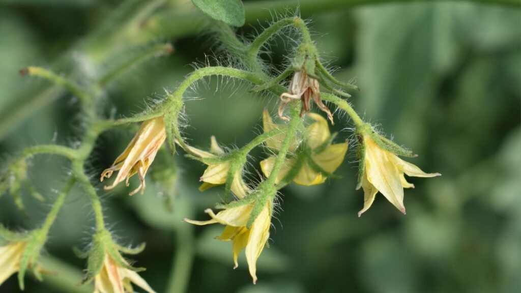 tomato blossom drop