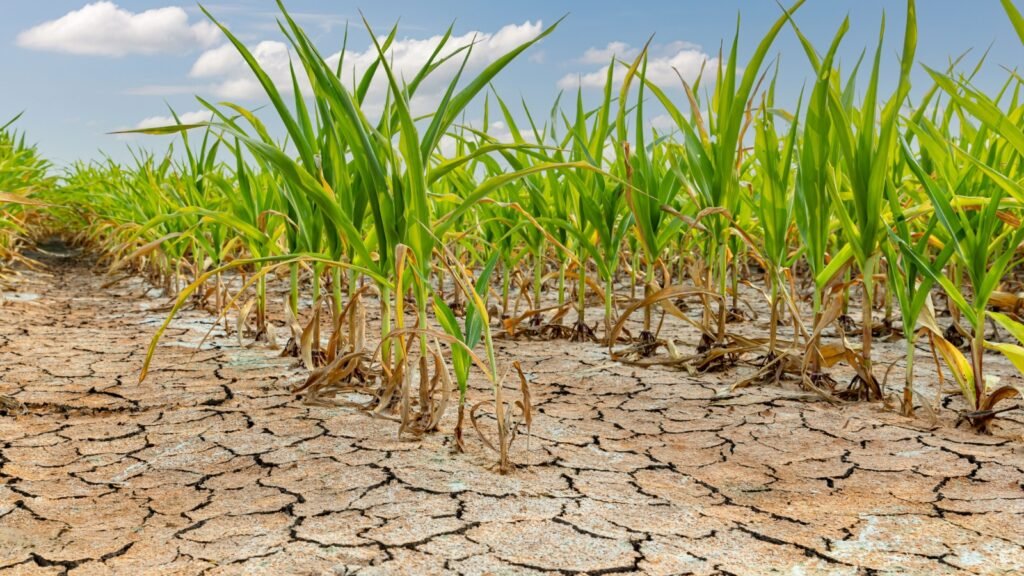 stunted corn plants