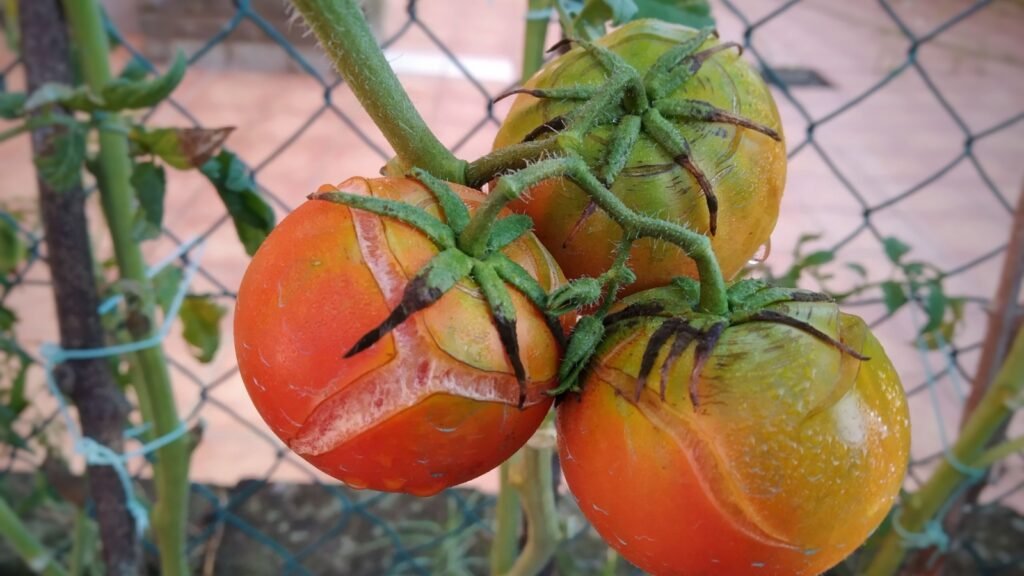 split tomatoes