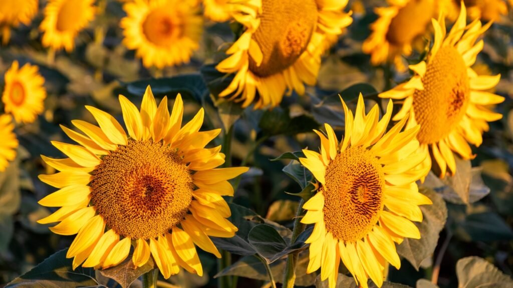 sunflowers
