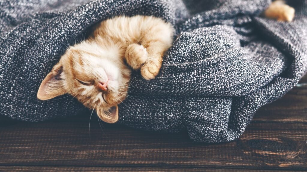 kitten with blanket