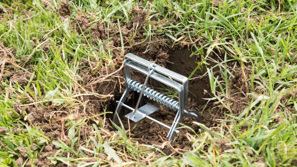 mole trap
