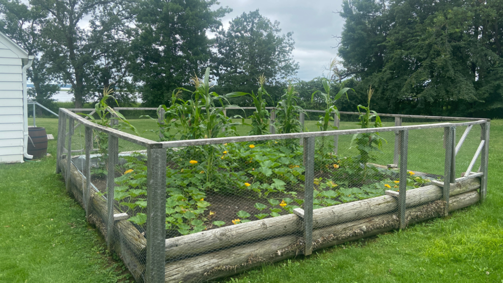 three sisters garden
