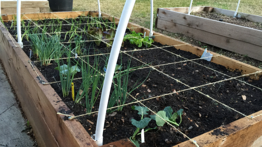 square foot garden
