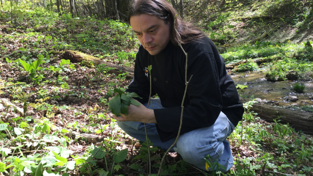 foraging wild ramps
