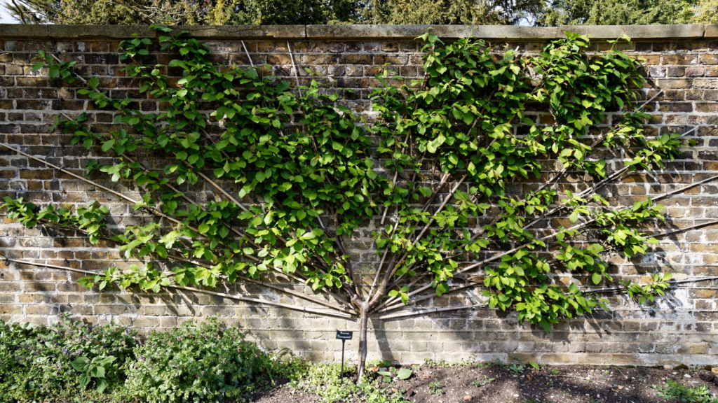 Espaliered Fruit Trees
