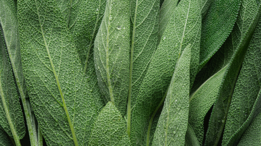 close up image of sage
