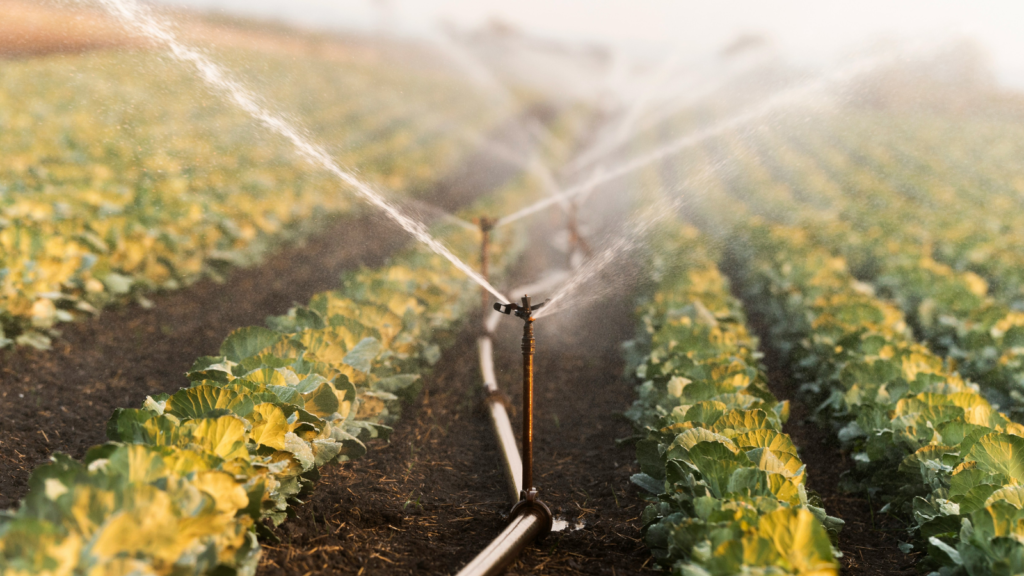 garden sprinkler
